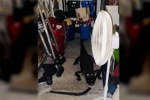 Una familia encontró un cocodrilo de dos metros en su garage