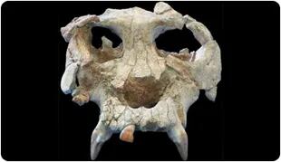 La cara oculta de Pierolapithecus