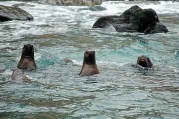 Vista de focas en Punta Choros