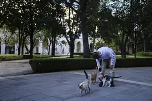 López Obrador aseguró comida y cuidados de por vida a 19 gatos que rondan su palacio