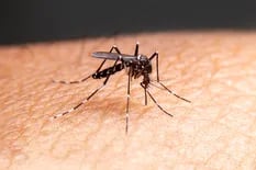 Dengue y coronavirus: ¿cómo diferenciar sus síntomas?