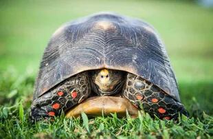 Una de las tortugas que pasean por el campo de golf.