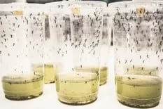 El experimento con mosquitos que redujo los contagios 77%