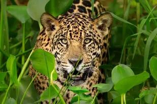 El documental que desentraña la red de traficantes chinos de jaguar en América