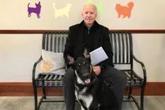 El perro de Biden será la primera mascota presidencial rescatada de un refugio