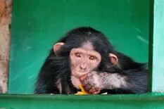 El insólito pedido al papa Francisco por tres chimpancés bebé robados en la República del Congo