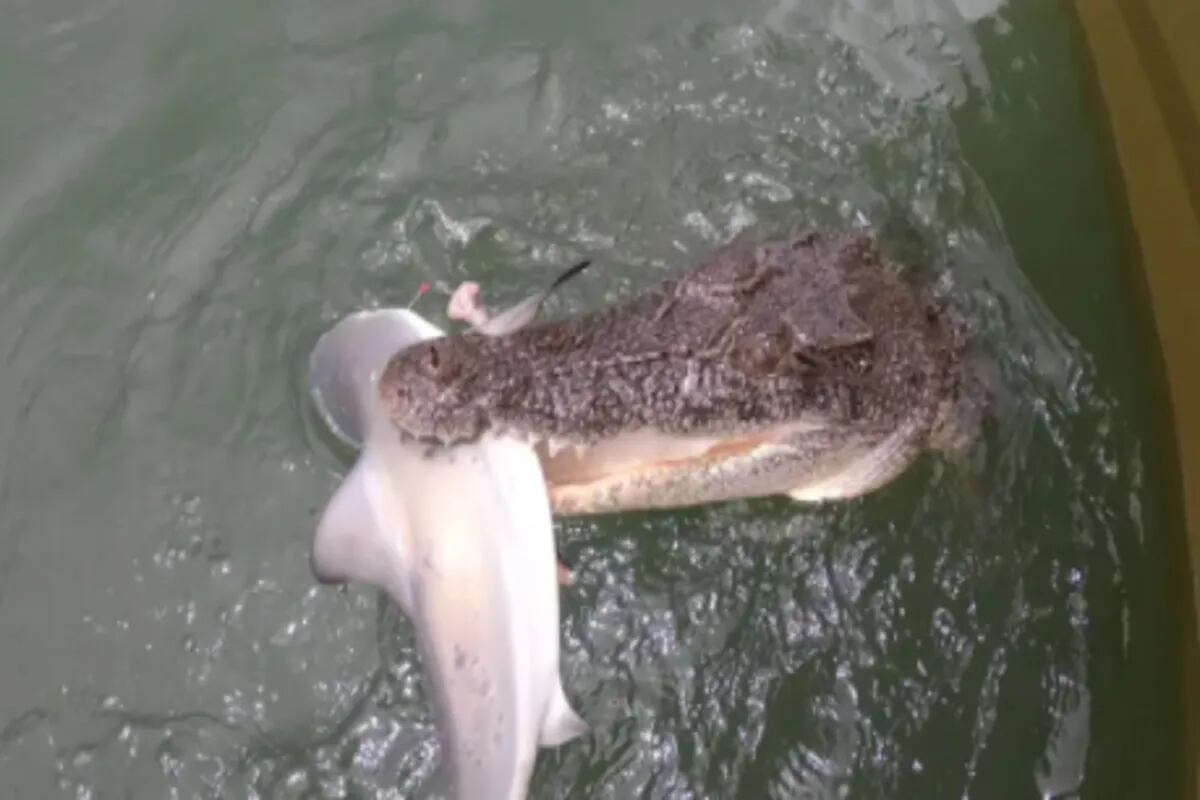 Video: la dramática pelea entre un pescador y un enorme cocodrilo por un  tiburón - LA NACION