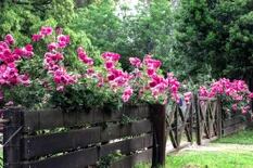 10 secretos de jardineros para mantener tus rosas sanas todo el año