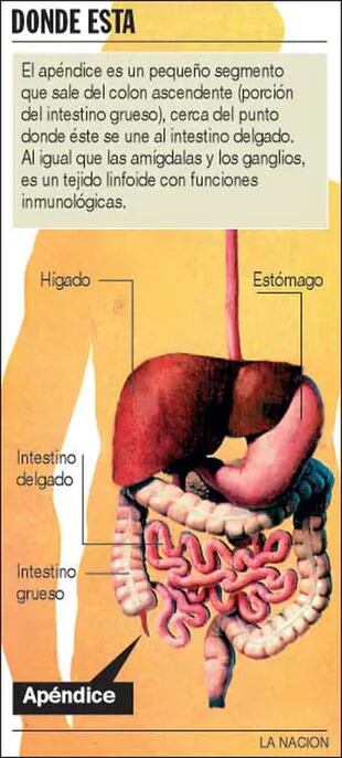 Una imagen que representa el sistema digestivo humano y muestra dónde está ubicado el apéndice en el cuerpo