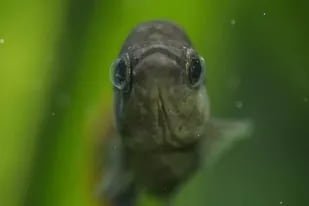 El pez “extinto” que volvió a la vida en los ríos de México