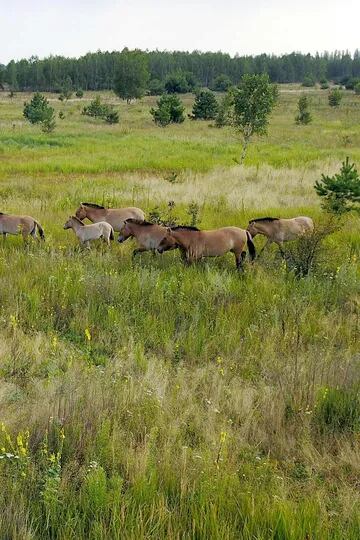 Los caballos de Przewalski, son una especie en peligro de extinción originaria de Asia que sorprendentemente prospera en la zona contaminada por la radiación