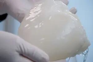 Modifican hígados de cerdo para aliviar la escasez de órganos humanos