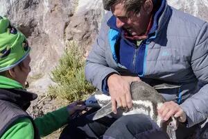 Un biólogo porteño, el centinela de los pingüinos