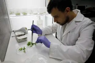 Por primera vez, un equipo argentino está modificando genéticamente la planta de cannabis para satisfacer las necesidades de la industria de medicamentos.