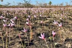 En los Esteros del Iberá, crecieron flores entre las cenizas