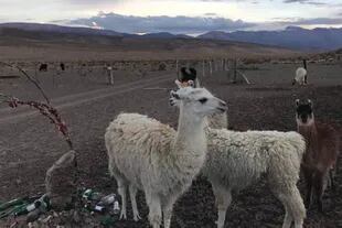 La llama es muy importante para la cultura andina, los viene vistiendo y dándoles de comer hace miles de años.
