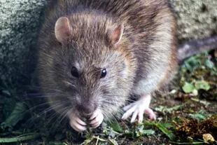 Según anticipó Richter, la muerte de las ratas se producía como consecuencia del estado de shock 