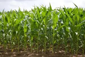 Para la fertilización del maíz lo mejor es considerar información lo más objetiva posible