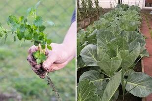 Izquierda: ortiga. Se puede consumir blanqueada, hervida o en caldos. Derecha: cultivo de coliflor. Se siembran entre octubre y diciembre. Requieren pleno sol.