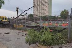 Se cayó un árbol sobre las vías en Liniers