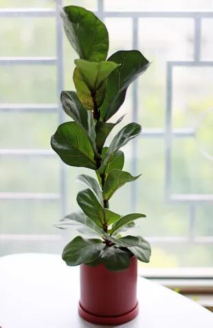 Ficus Pandurata, una especie que está de moda y es fácil de cultivar