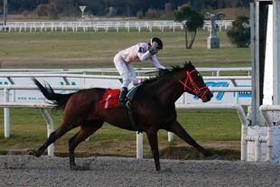 Roundofapplause, un caballo de 562 kilos que acumula cinco triunfos en un año y medio en las pistas uruguayas.