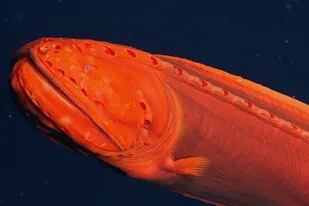 Encuentran un misterioso pez ballena que "cambia de forma" en lo profundo del mar