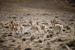 Las tropillas de vicuñas suelen desplazarse con mucha rapidez y aparecen como una ilusión óptica provocada por la altura.
