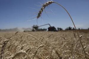 Crecieron 7,2% en valor las exportaciones de productos del agro a Brasil: qué rol jugó el trigo