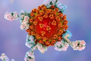 La ilustración muestra anticuerpos atacando al virus que produce la enfermedad covid-19