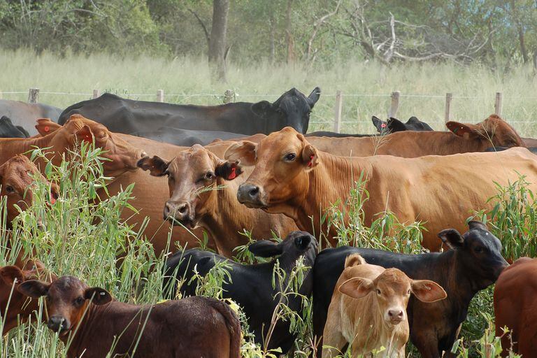 La carga animal estimada de la cría es de 0,7 cabezas por hectárea