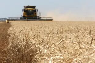 Brasil aumentó 31% sus importaciones totales de trigo