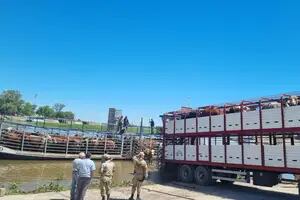 Faltan balsas para salvar a miles de vacas de una inminente crecida del Paraná