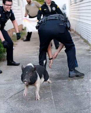 El cerdo finalmente fue capturado (Foto: Facebook Departamento de Policía de Pensacola)