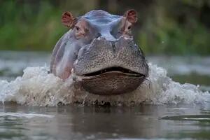 Trivia exclusiva: ¿cuánto sabés sobre el hipopótamo?