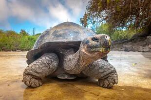 Los nacidos entre el 27 de junio y el 25 de julio tienen como animal a la tortuga