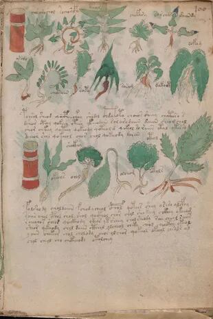 Otra de las partes del libro de Voynich parece dedicada a la herboristería o la farmacopea, aunque hasta que no se dilucide el contenido del texto, todas las afirmaciones son solo teorías