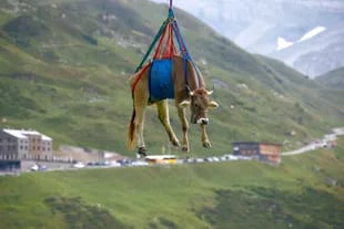 Una docena de vacas fueron descendidas en helicóptero desde las praderas de los Alpes, ubicadas a 2000 metros sobre el nivel del mar