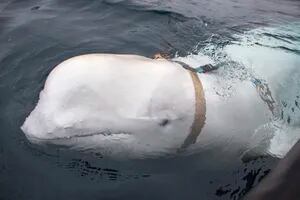 La  “beluga espía” rusa con un arnés que fue avistada cerca de las costas de Suecia