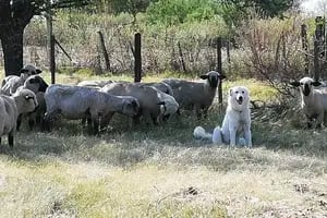 Su perro no regresó al corral con las ovejas y lo encontró haciendo algo sorprendente