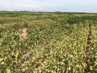 Un cultivo de soja destrozado por la sequía en Marcos Juárez, Córdoba