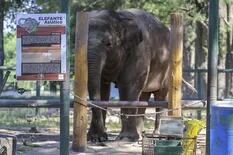 Zoo de Luján: tras la muerte de la elefanta, preocupan los otros animales