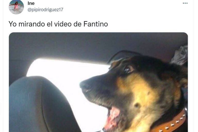 El perro muestra la cara de asombro que generó en muchos usuarios el video de Alejandro Fantino bailando