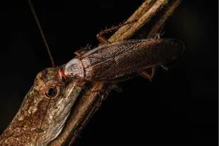 Una cucaracha (posiblemente del género Amazonica sp. o Cariblata sp.) fue observada inmóvil durante varios minutos sobre el ojo de una lagartija de la especie Anolis fuscoauratus, presumiblemente consumiendo lágrimas