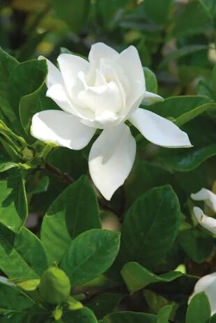 Jazmín del Cabo o gardenia. Es perfecta para jardines perfumados o que se disfrutan de noche. También se usa como  flor de corte.