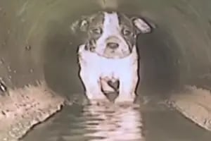 El desesperado rescate de una cachorrita que sobrevivió más de 8 horas atrapada en una alcantarilla