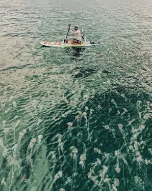 En fotograf begir seg ut i Floridas farvann for å ta nærbilder av maneter.