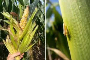 La chicharrita deja una millonaria pérdida en la provincia que está en el top ten mundial del maíz