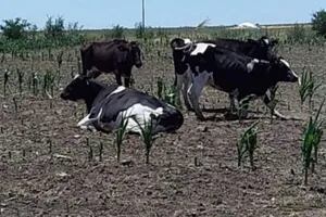 “Pedimos empatía”: Confederaciones Rurales Argentinas alertó sobre la crisis de la lechería