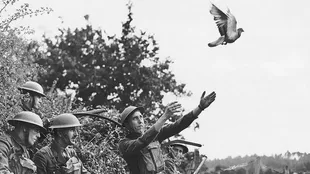 Las habilidades de navegación de las palomas fueron aprovechadas por los ejércitos de las grandes potencias para librar distintas batallas
